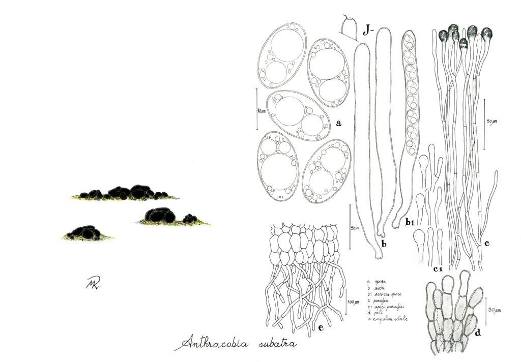 Anthracobia subatra